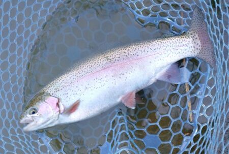 ラインブレイク頻発　～岡崎トラウトポンド～